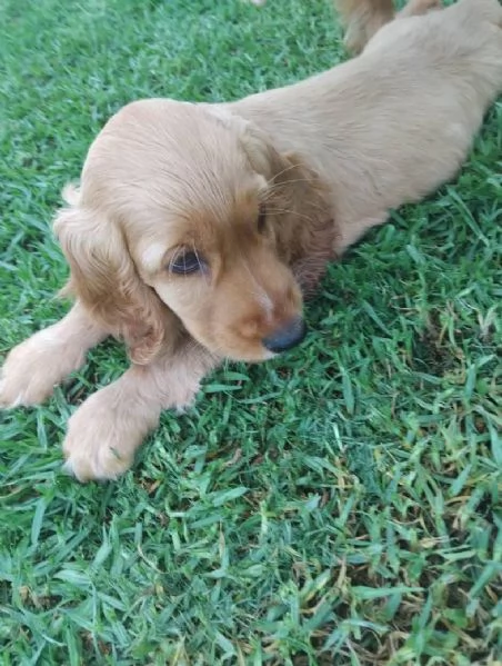 Cocker spaniel (cuccioli maschio e femmina) | Foto 1