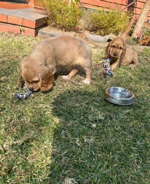 Cocker spaniel (cuccioli maschio e femmina)