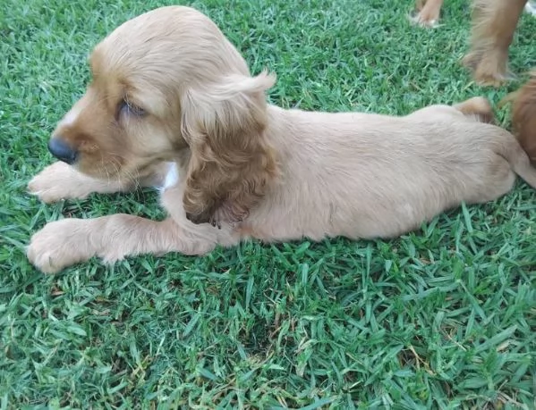 Cocker spaniel (cuccioli maschio e femmina) | Foto 0