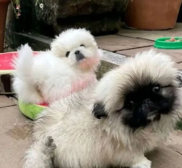 Pechinese (cuccioli maschio e femmina) | Foto 0