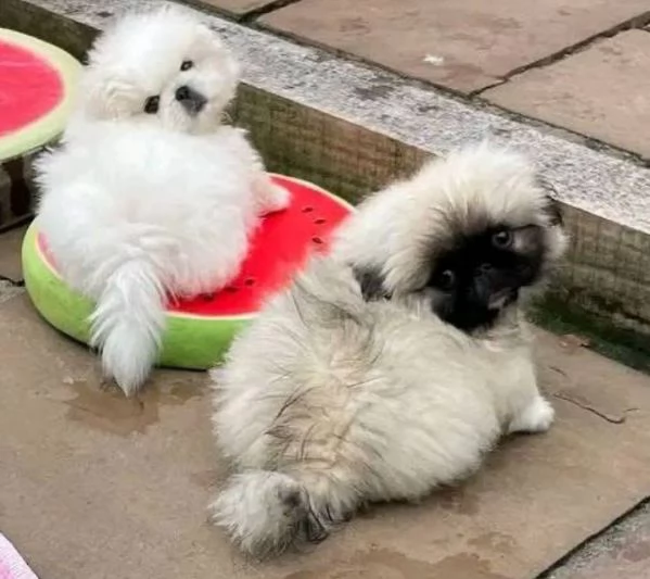 Pechinese (cuccioli maschio e femmina)