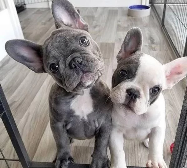 Bulldog Francese (cuccioli maschio e femmina)