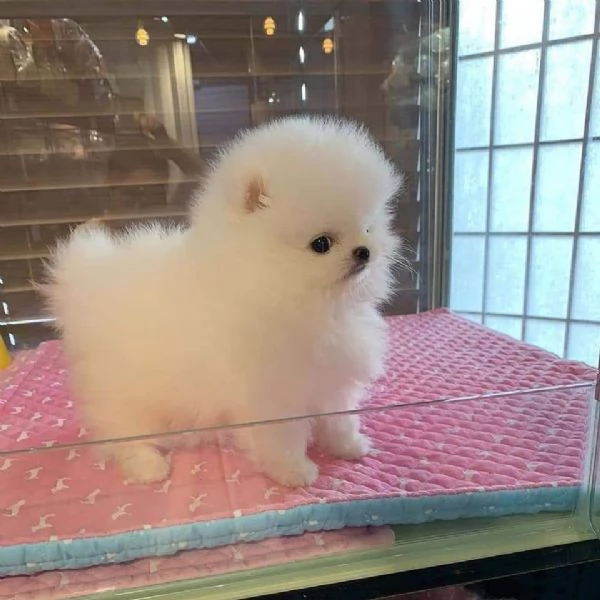 Volpino Pomeranian (cuccioli maschio e femmina) | Foto 0