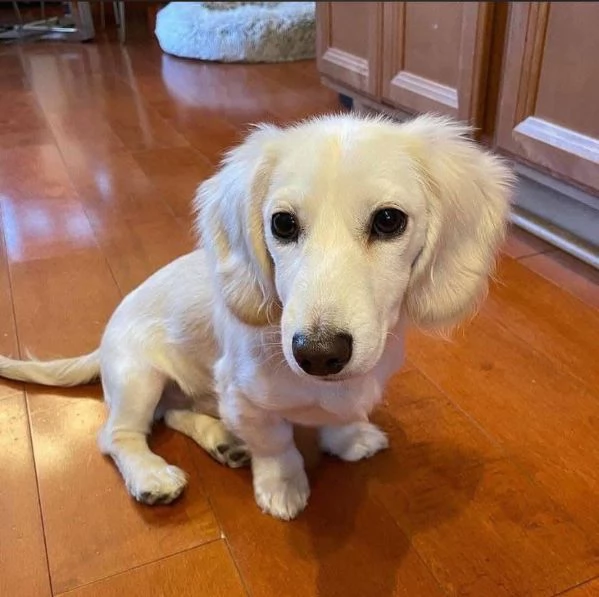 Bassotto (cuccioli maschio e femmina) | Foto 1