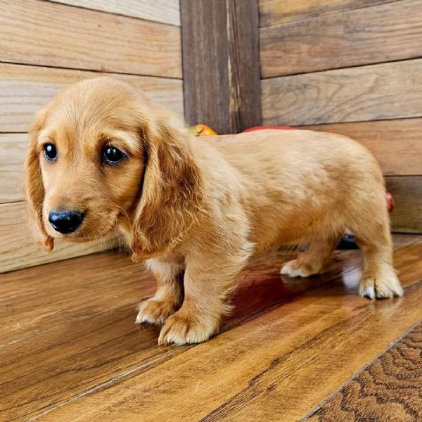 Bassotto (cuccioli maschio e femmina)