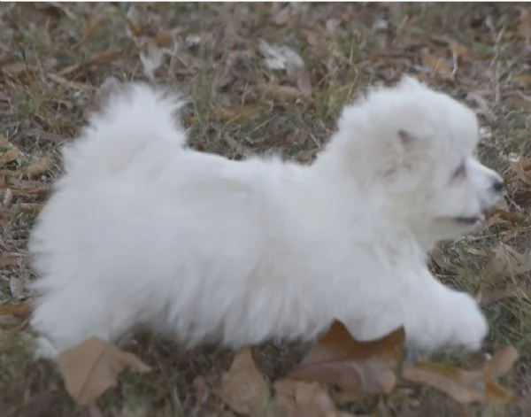Maltese (cuccioli maschio e femmina) | Foto 1