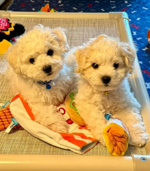 Bichon fries (cuccioli maschio e femmina)