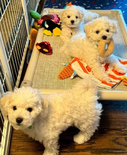 Bichon fries (cuccioli maschio e femmina) | Foto 1