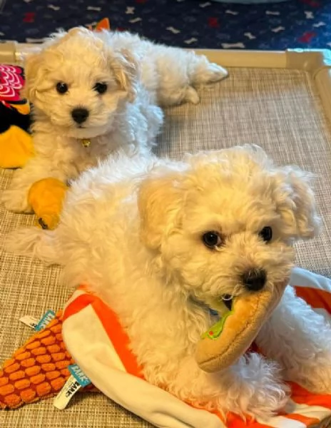 Bichon fries (cuccioli maschio e femmina) | Foto 0