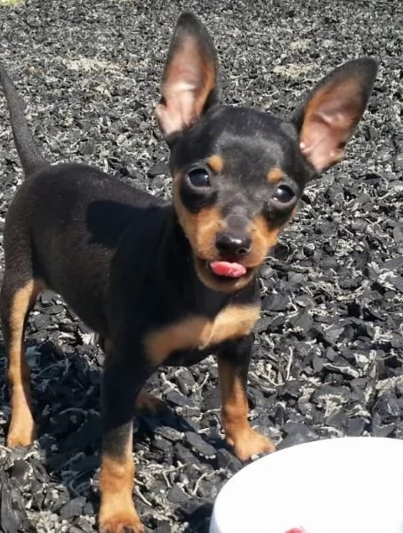 Pinchers (cuccioli maschio e femmina) | Foto 0