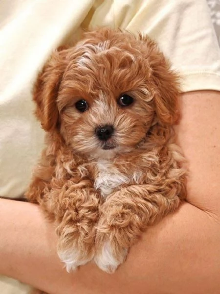 Maltipoo (cuccioli maschio e femmina) | Foto 2