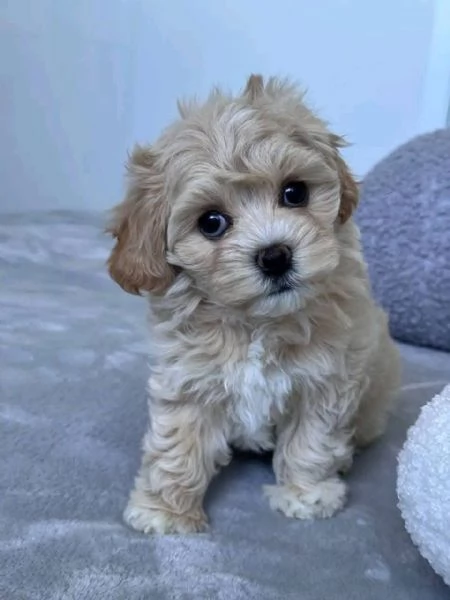 Maltipoo (cuccioli maschio e femmina) | Foto 1