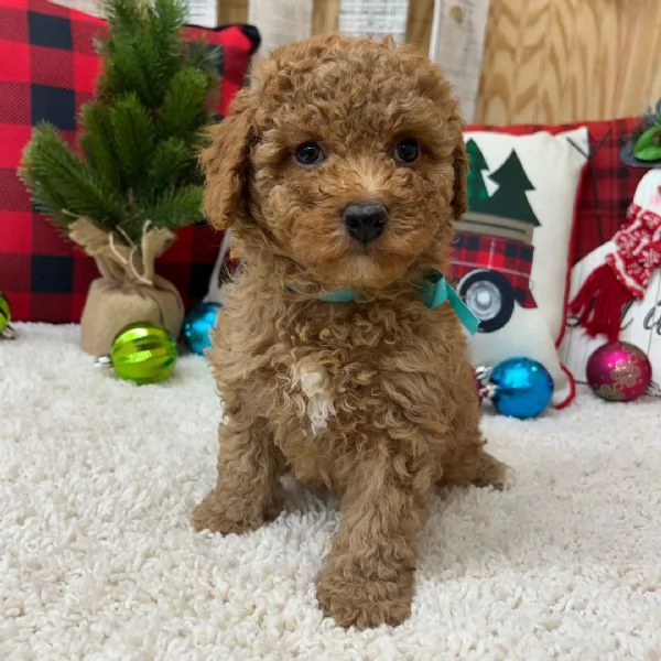  Barboncino (cuccioli maschio e femmina) | Foto 0