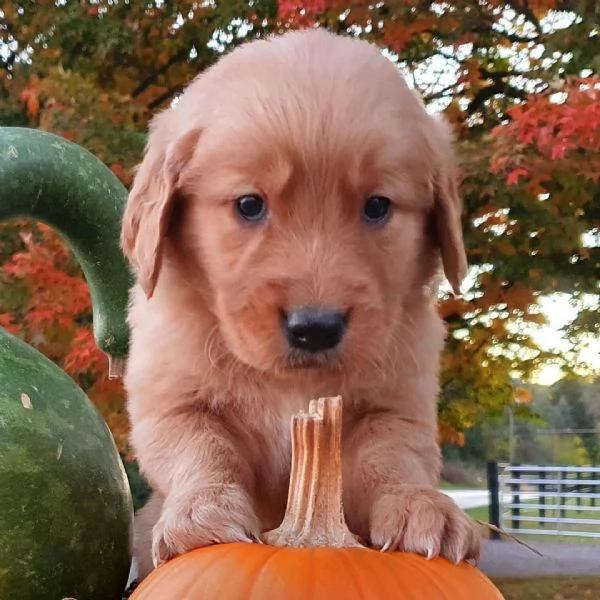Golden Retriever (cuccioli maschio e femmina) | Foto 0