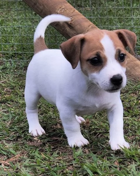 Jack Russell (cuccioli maschio e femmina) | Foto 0