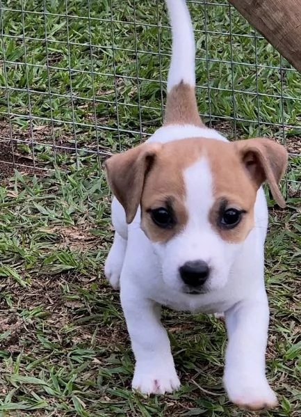 Jack Russell (cuccioli maschio e femmina)