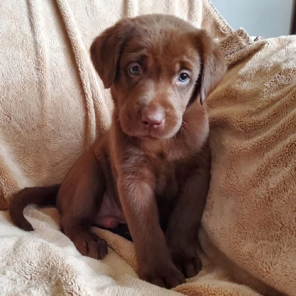 Labrador (cuccioli maschio e femmina) | Foto 0