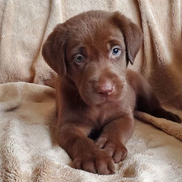 Labrador (cuccioli maschio e femmina)