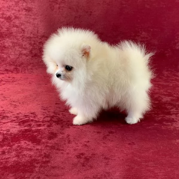 Volpino Pomeranian (cuccioli maschio e femmina) | Foto 1