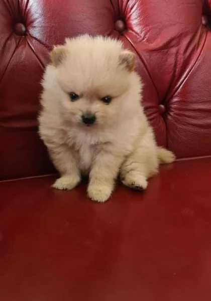Volpino Pomeranian (cuccioli maschio e femmina)