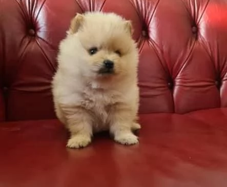 Volpino Pomeranian (cuccioli maschio e femmina) | Foto 0