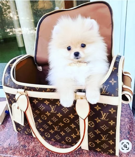 Volpino Pomeranian (cuccioli maschio e femmina) | Foto 1