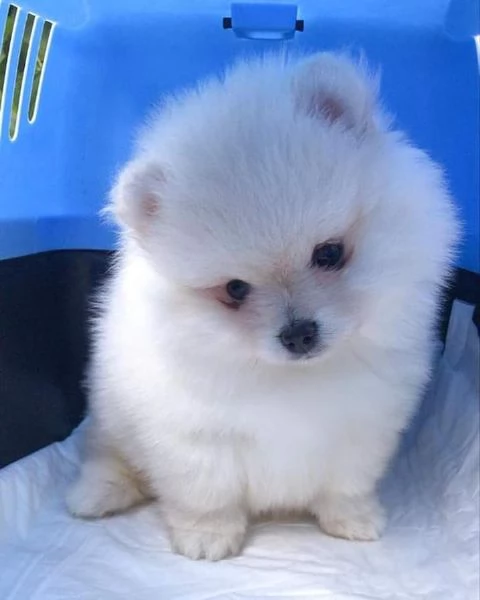 Volpino Pomeranian (cuccioli maschio e femmina) | Foto 0