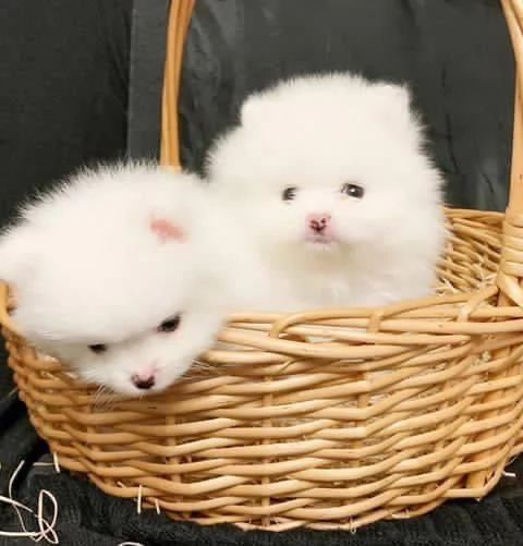 Volpino Pomeranian (cuccioli maschio e femmina)