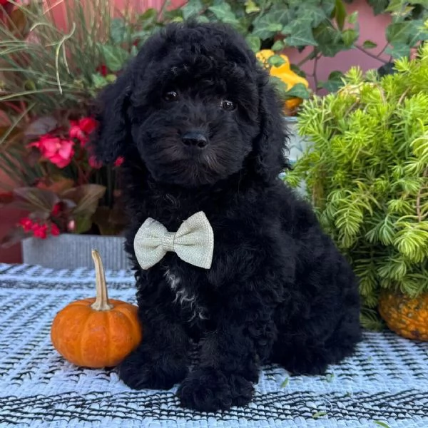 Barboncino (cuccioli maschio e femmina)