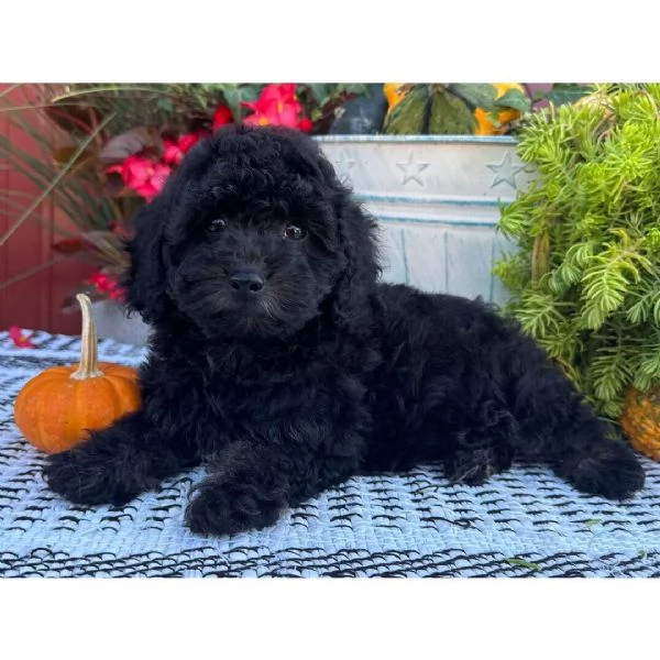 Barboncino (cuccioli maschio e femmina) | Foto 0