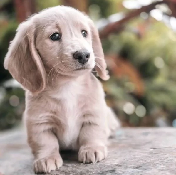 Bassotto nana (cuccioli maschio e femmina)