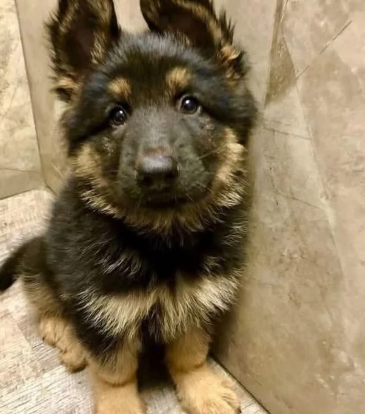 Pastor tedesco (cuccioli maschio e femmina) | Foto 1