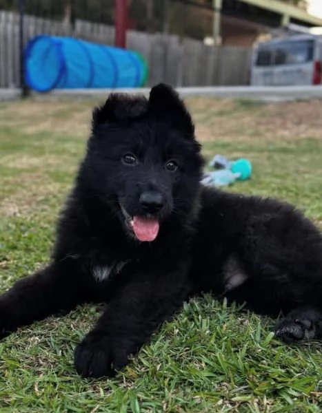 Pastor tedesco (cuccioli maschio e femmina) | Foto 0