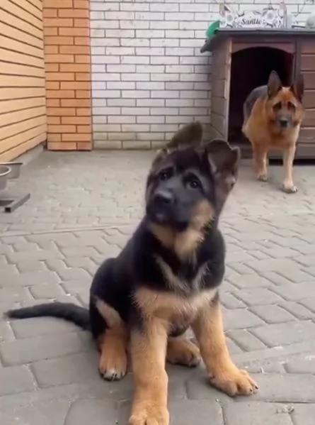 Pastor tedesco (cuccioli maschio e femmina)