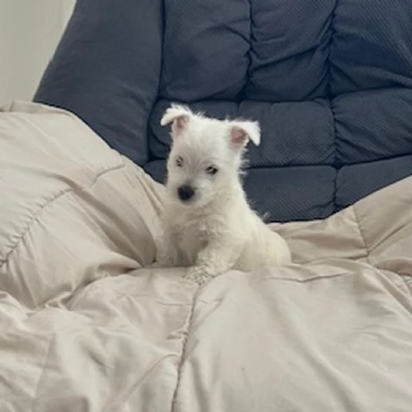 West Highland White Terrier (cuccioli maschio e femmina | Foto 0