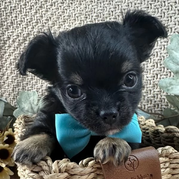 Chihuahua Toy (cuccioli maschio e femmina) | Foto 0