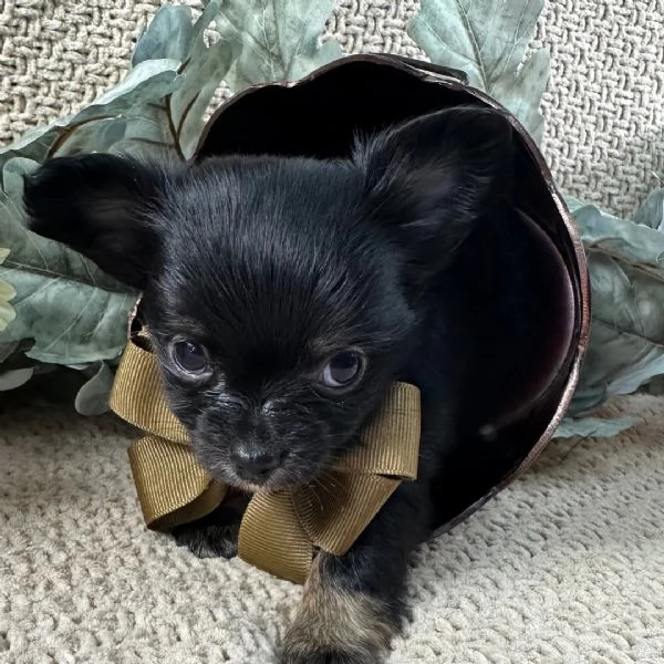 Chihuahua Toy (cuccioli maschio e femmina)