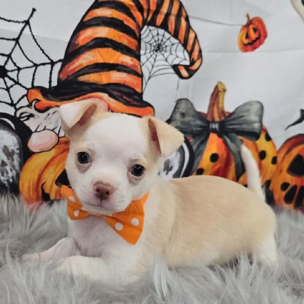 Chihuahua Toy (cuccioli maschio e femmina) | Foto 1