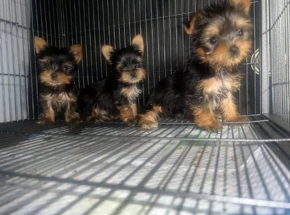  yorkie toy  (cuccioli maschio e femmina) | Foto 0