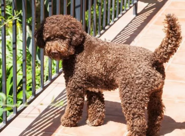 Lagotto (cuccioli maschio e femmina) | Foto 1
