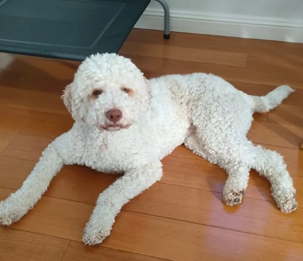 Lagotto (cuccioli maschio e femmina) | Foto 0