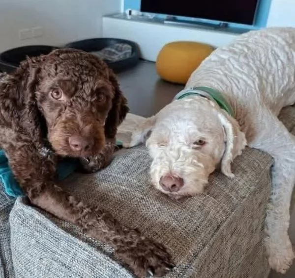 Lagotto (cuccioli maschio e femmina)