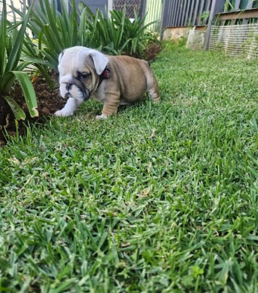 Dolce Bulldog Inglese (cuccioli maschio e femmina) | Foto 1