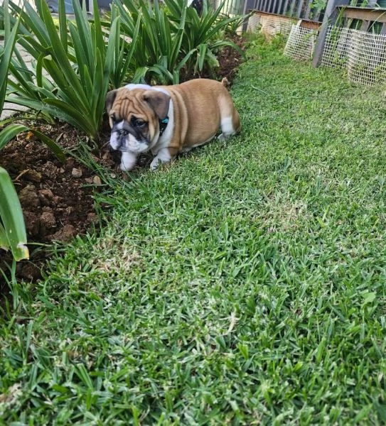 Dolce Bulldog Inglese (cuccioli maschio e femmina) | Foto 0
