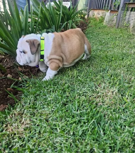 Dolce Bulldog Inglese (cuccioli maschio e femmina)