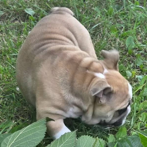 Bulldog Inglese (cuccioli maschio e femmina)