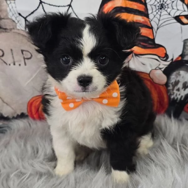 Chihuahua Toy (cuccioli maschio e femmina)