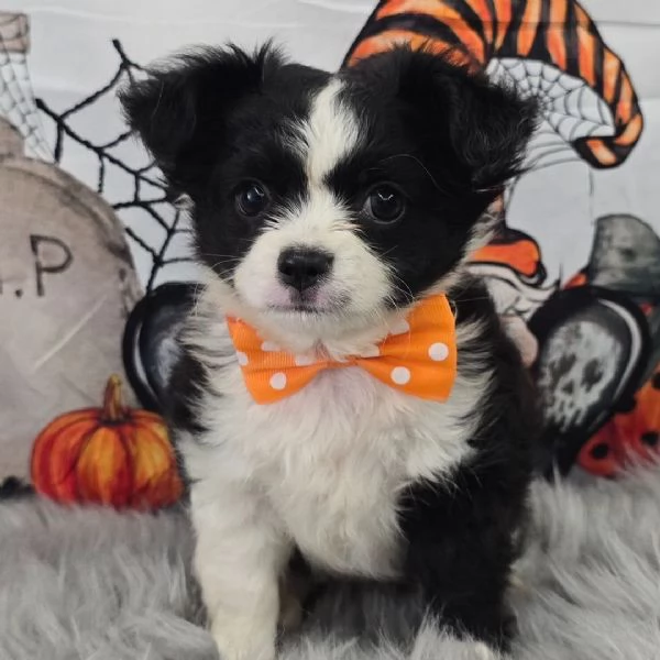 Chihuahua Toy (cuccioli maschio e femmina) | Foto 0