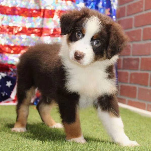 Australian Shepherd (cuccioli maschio e femmina)