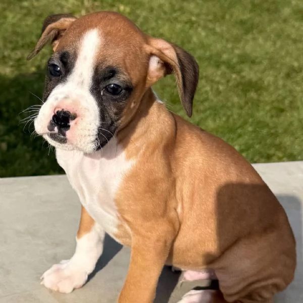 Boxers  (cuccioli maschio e femmina) | Foto 1